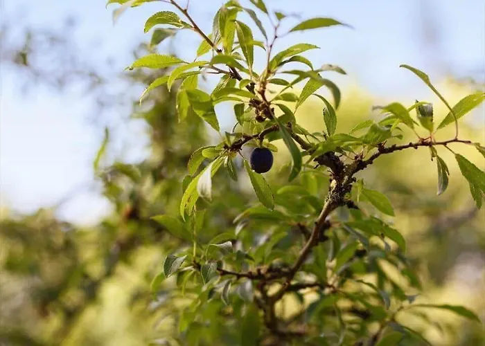 Fy339-martofte-fynshovedvej-786